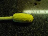 Leucocoprinus castroi image