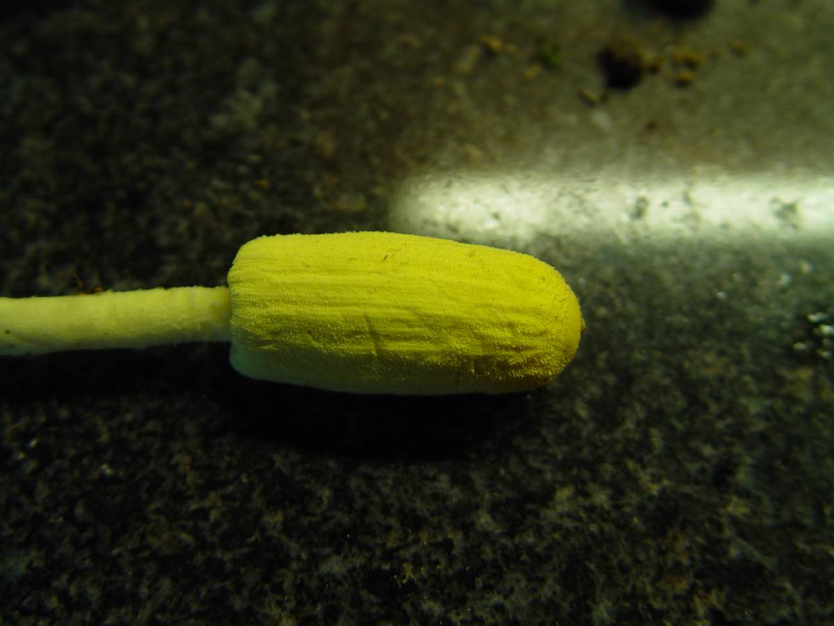 Leucocoprinus castroi image