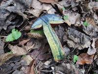 Boletus luridiformis image