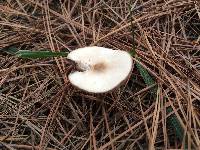 Marasmius nigrodiscus image