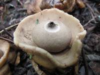 Geastrum triplex image