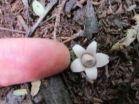 Geastrum schweinitzii image