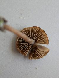 Entoloma sericeum image