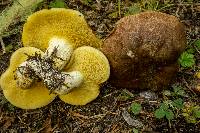 Suillus punctatipes image