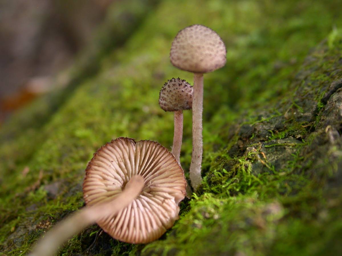 Cystoagaricus hirtosquamulosus image