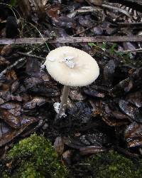 Amanita xanthomitra image