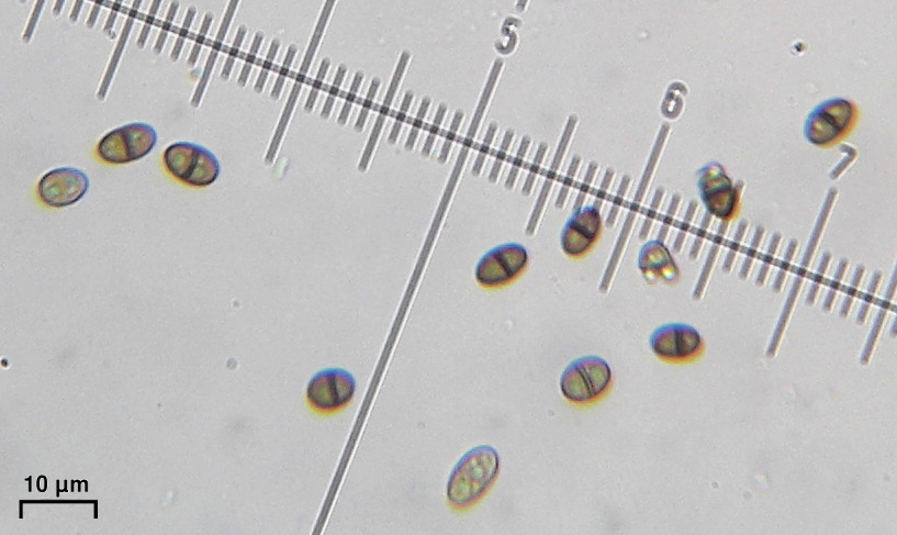 Muellerella image