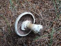 Agaricus placomyces image
