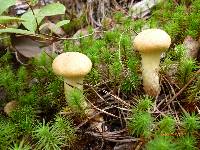 Suillus decipiens image