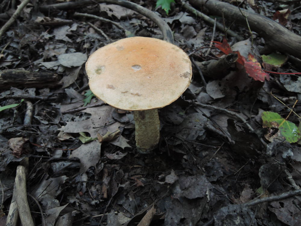 Leccinum pseudoinsigne image