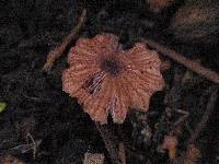 Laccaria tortilis image