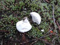 Lycoperdon marginatum image