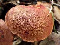 Boletus permagnificus image