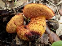 Boletus permagnificus image