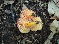 Hygrocybe punicea image