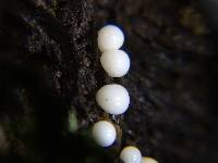 Helicogloea compressa image