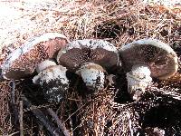 Agaricus bitorquis image