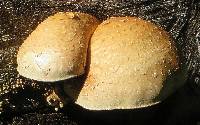 Hemipholiota populnea image