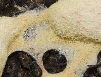 Fuligo septica image