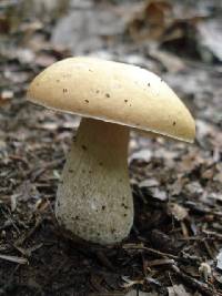 Boletus subcaerulescens image