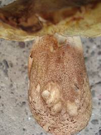 Boletus subcaerulescens image