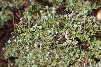 Cladonia grayi image