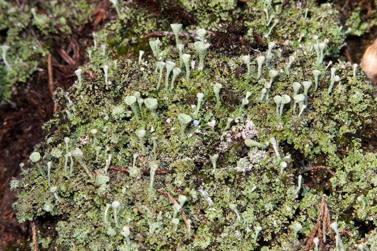 Cladonia grayi image