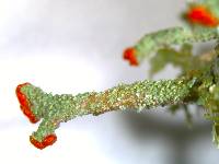 Cladonia didyma image