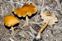 Agrocybe arvalis image