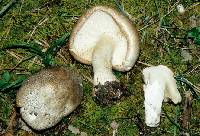 Tricholoma saponaceum image