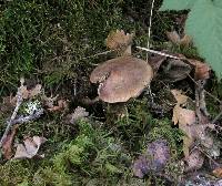 Armillaria sinapina image