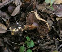 Cortinarius cedretorum image