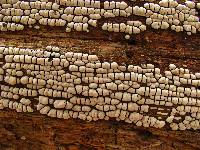 Xylobolus frustulatus image