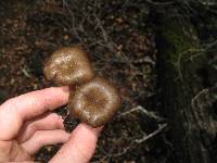 Pseudoclitocybe cyathiformis image