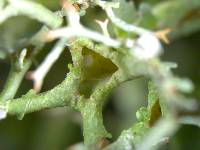 Cladonia furcata image