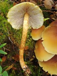 Hypholoma frowardii image