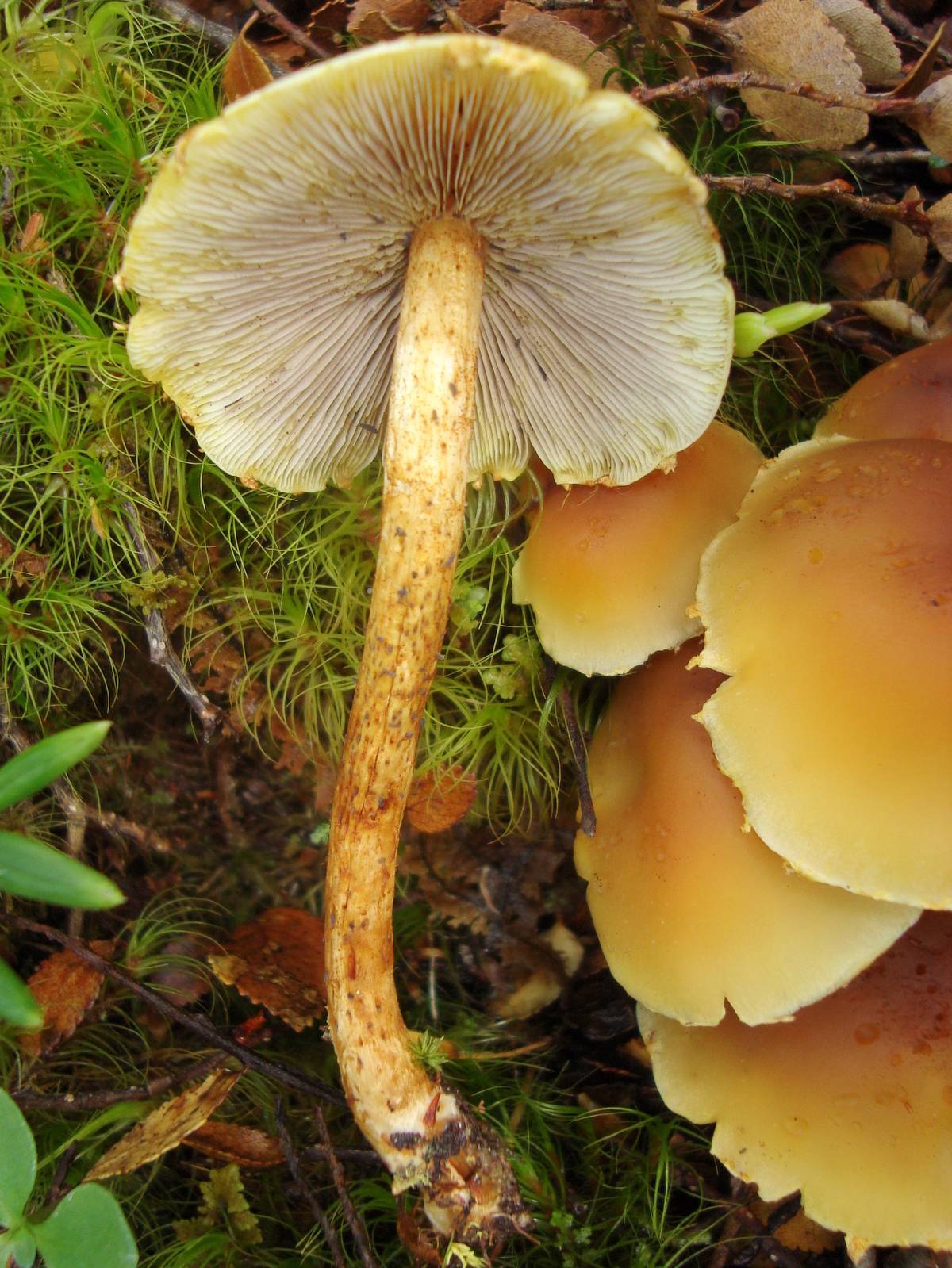 Hypholoma frowardii image