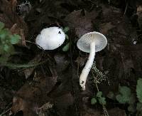 Hygrophorus eburneus image