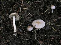 Inocybe lilacina image