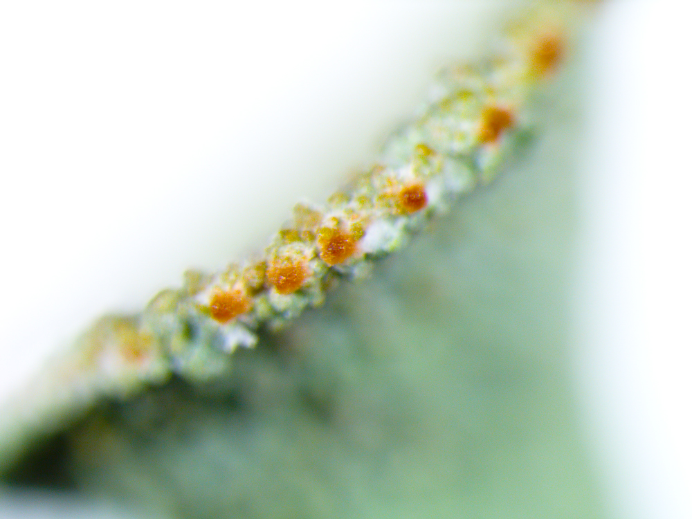 Cladonia grayi image