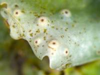 Lobaria quercizans image