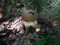 Boletus appendiculatus image