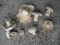 Clitocybe robusta image