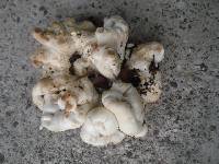 Clitocybe robusta image