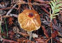 Lepiota magnispora image