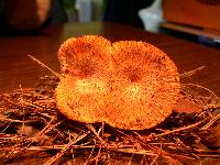 Polyporus tuberaster image