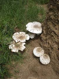 Termitomyces reticulatus image