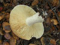 Russula fuegiana image