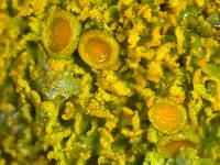 Xanthoria weberi image