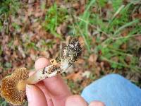 Inocybe corydalina image